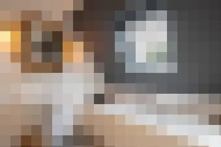Leiboom 21 Oudenbosch thumbnail 53