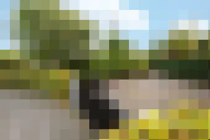 Leiboom 21 Oudenbosch thumbnail 6
