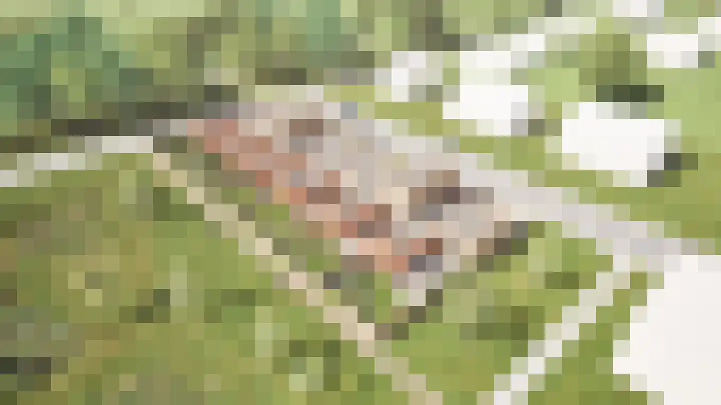 Leidam 10 Kraggenburg thumbnail 4