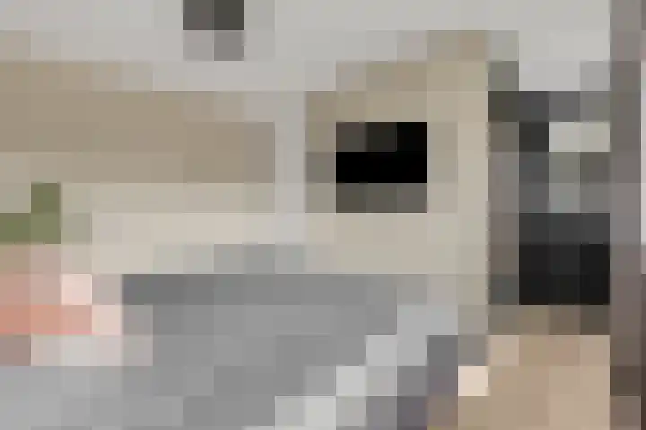 Leidijk 42 Bemmel thumbnail 28