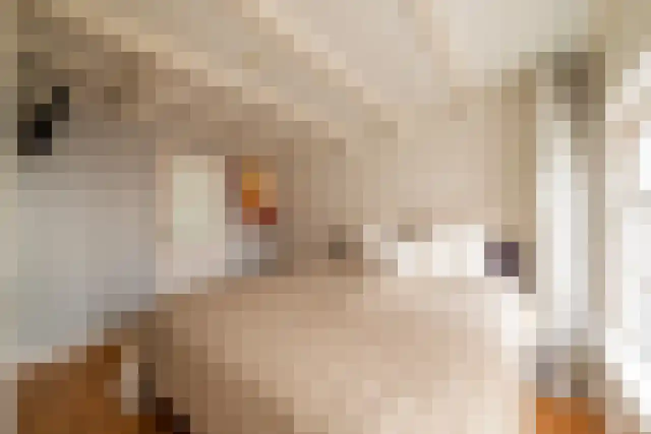 Leidsekruisstraat 5 Amsterdam thumbnail 19