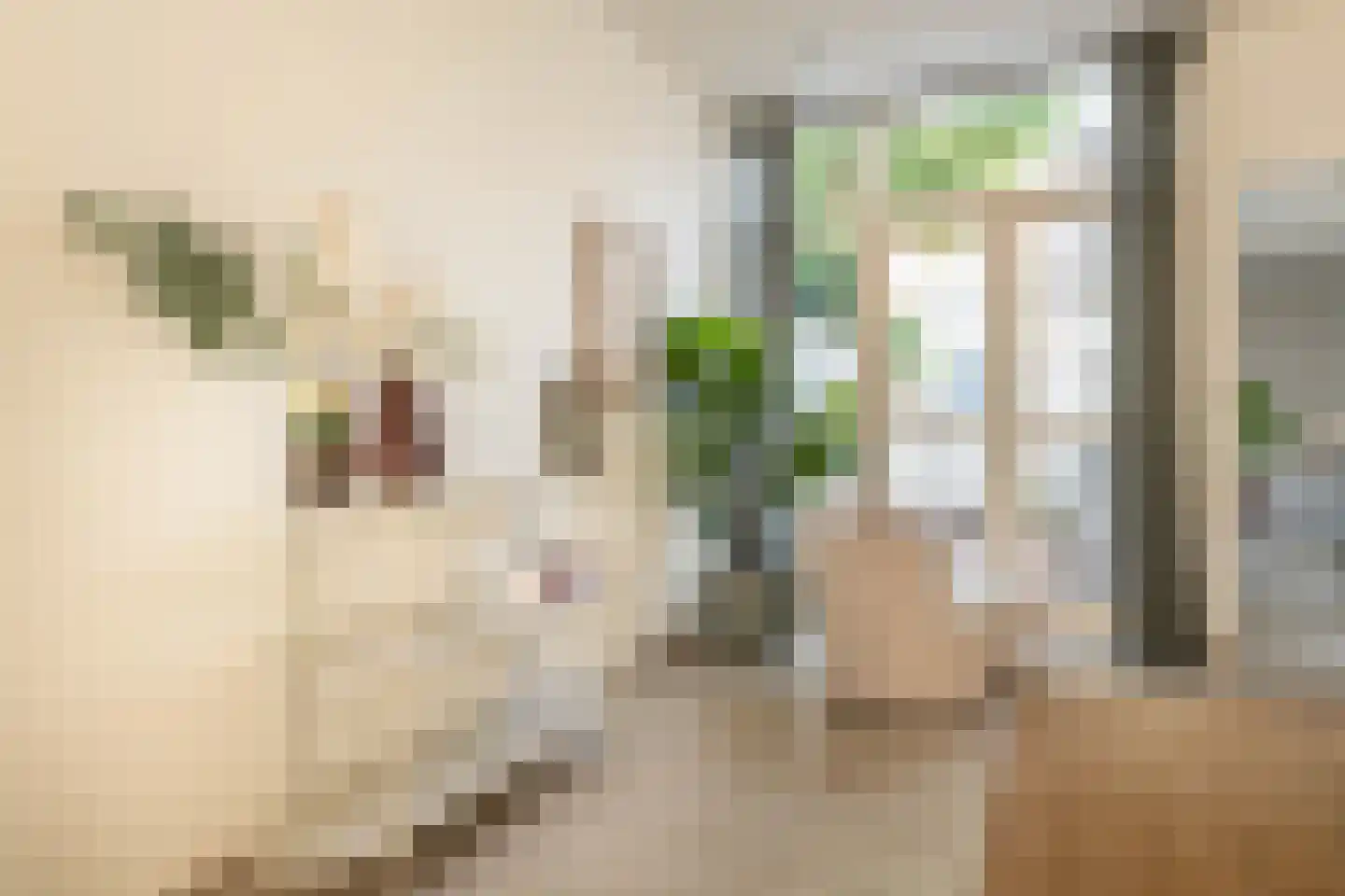 Leidsestraat 64 Haarlem thumbnail 6