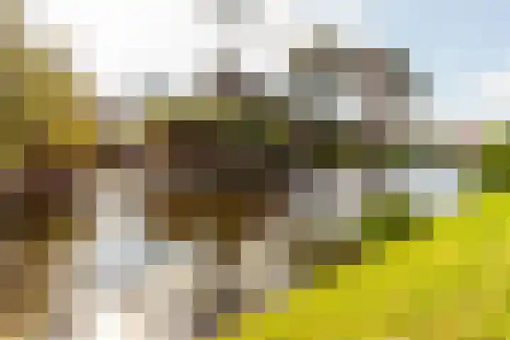 Leidsevaart 4 a Bennebroek thumbnail 35