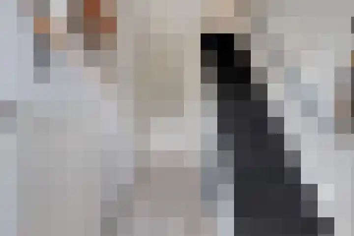 Leie 19 Zwolle thumbnail 9