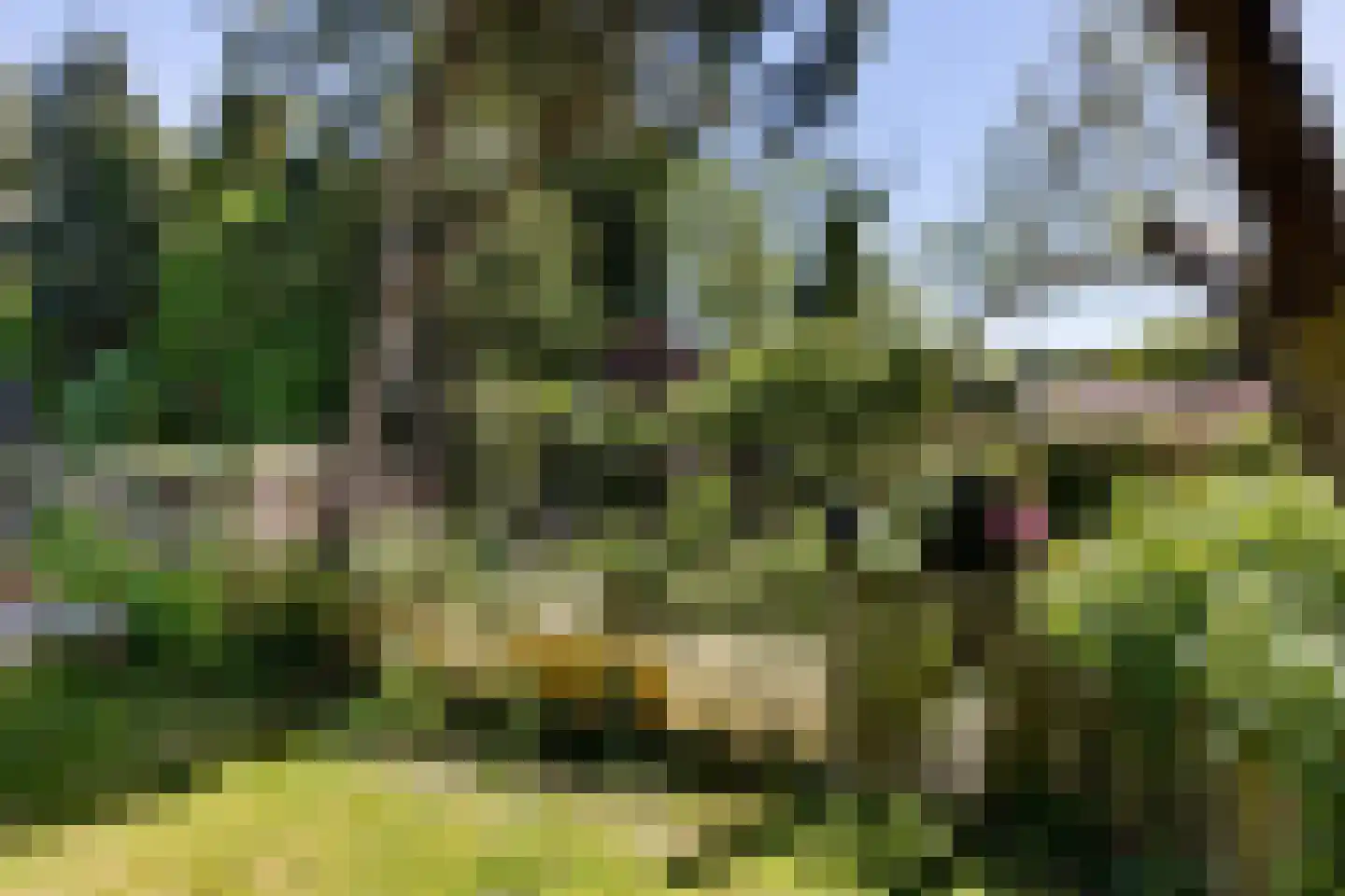 Leiffenderhofweg 30 Schinveld thumbnail 33