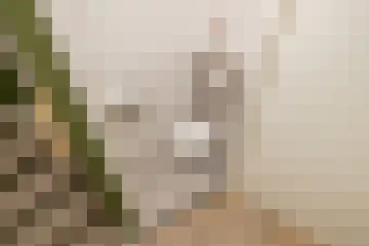 Leifruit 5 Wateringen thumbnail 16