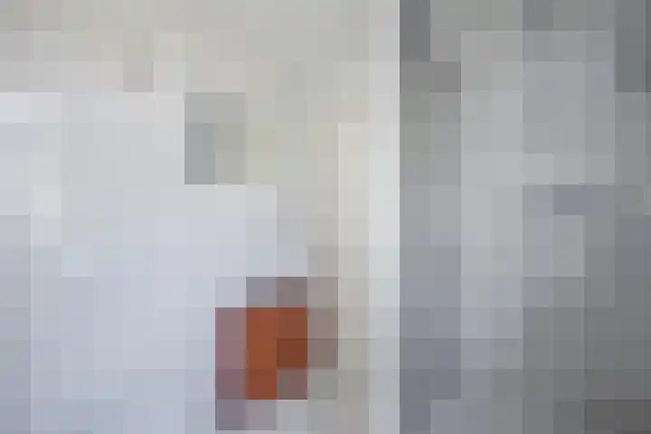 Leije 22 Terherne thumbnail 30