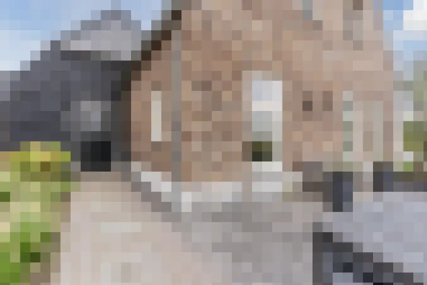 Leijgraafhof 44 De Mortel thumbnail 7
