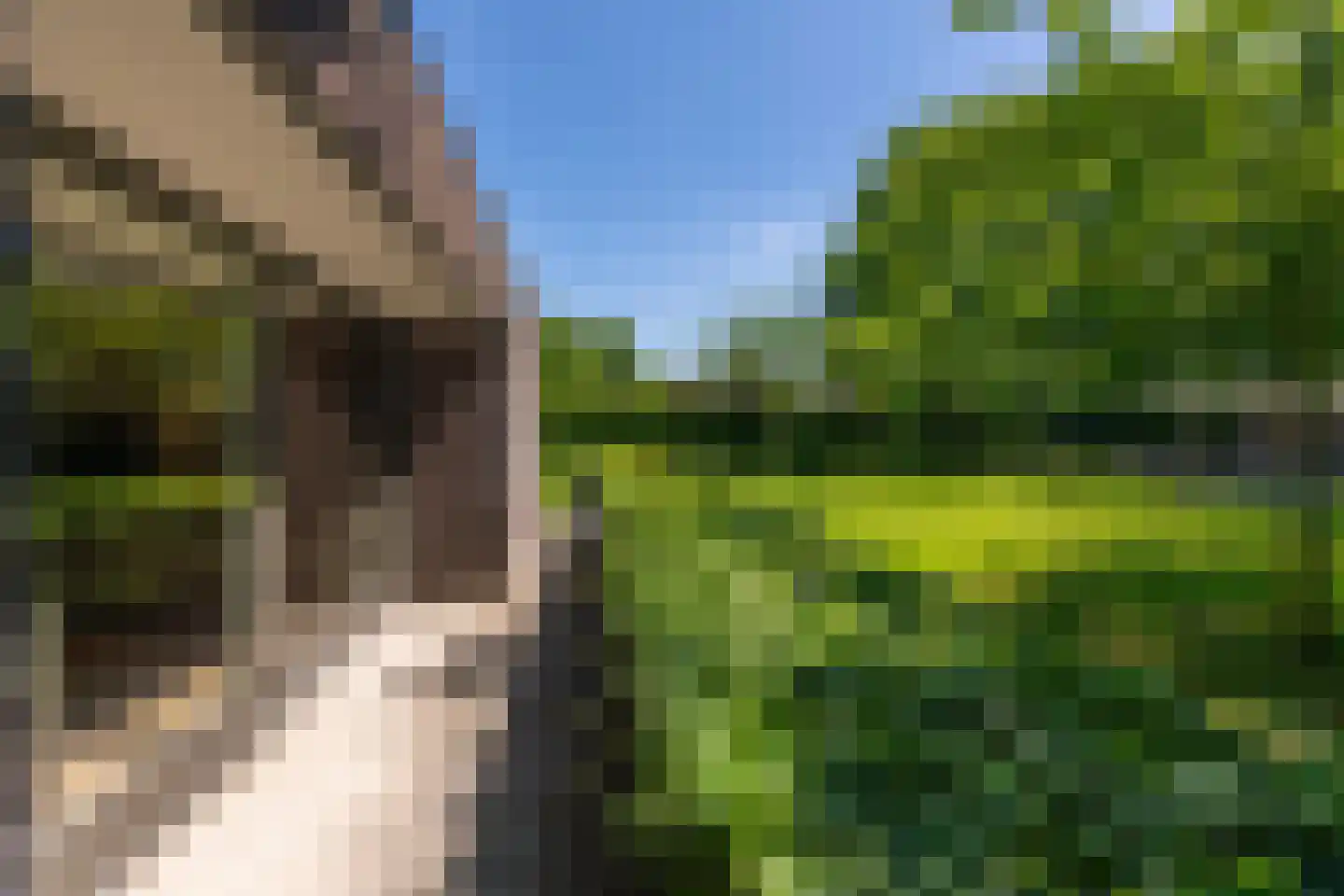 Leijzoom 1 a Goirle thumbnail 119