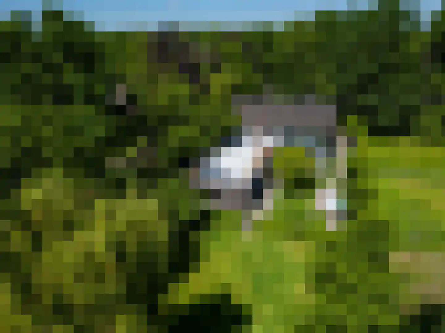 Leijzoom 1 a Goirle thumbnail 144