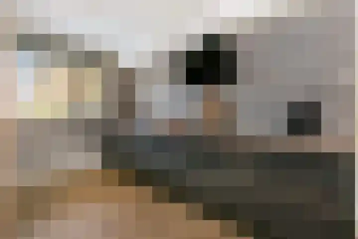 Leilat 23 Hooglanderveen thumbnail 10