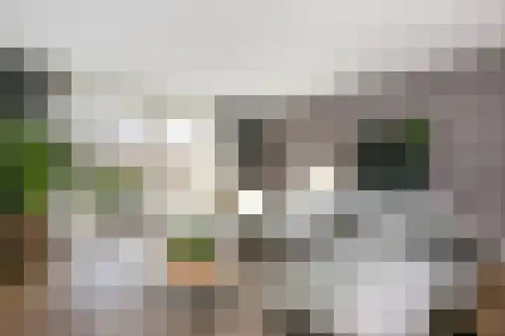 Leilat 23 Hooglanderveen thumbnail 5