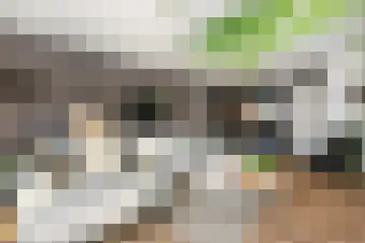 Leilat 23 Hooglanderveen thumbnail 8