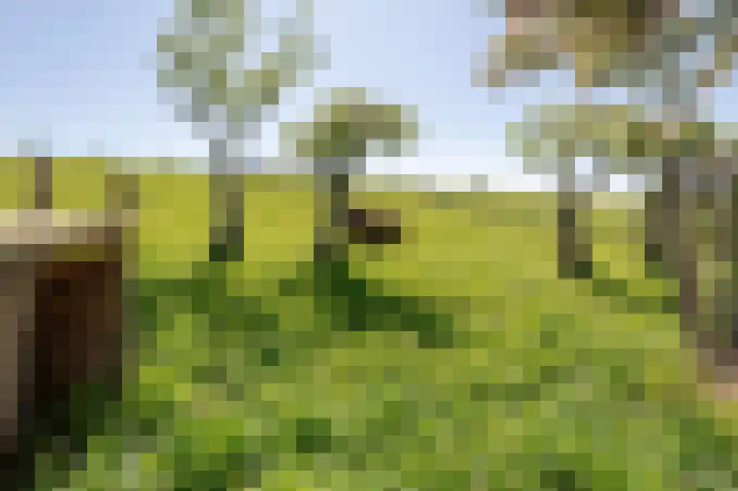 Lekdijk West 17 Wijk bij Duurstede thumbnail 18
