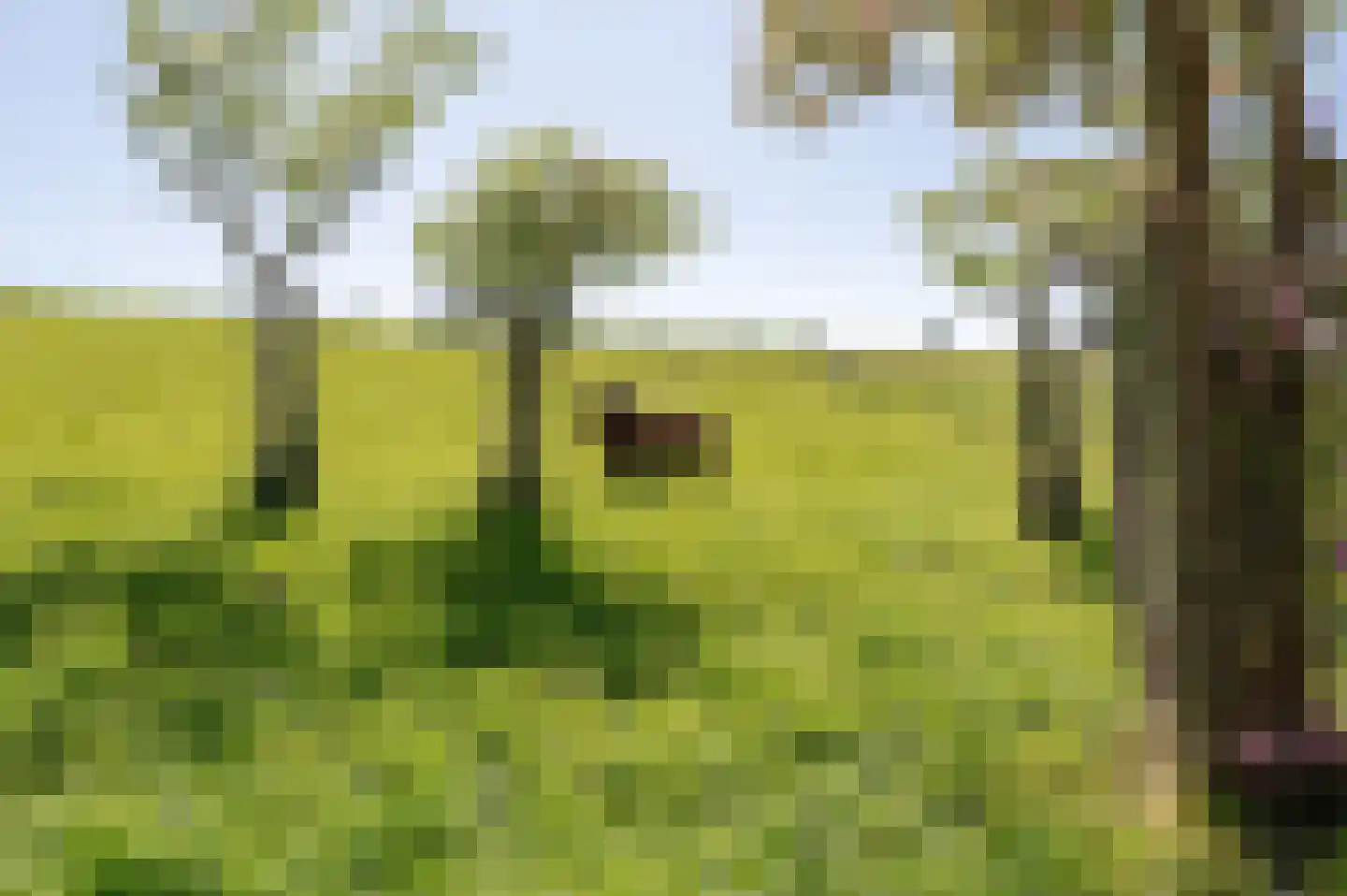 Lekdijk West 17 Wijk bij Duurstede thumbnail 5