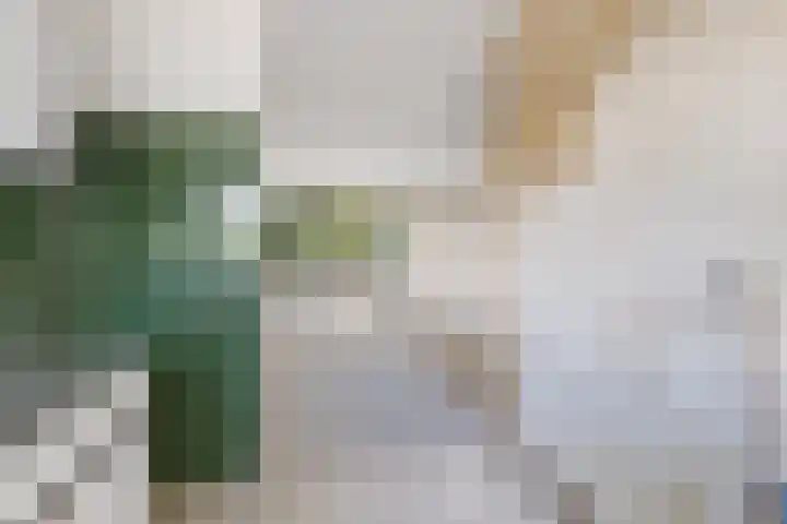 Lekerwaard 50 Alkmaar thumbnail 20