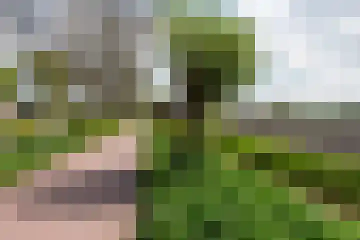 Leliestraat 1 Waarland thumbnail 28