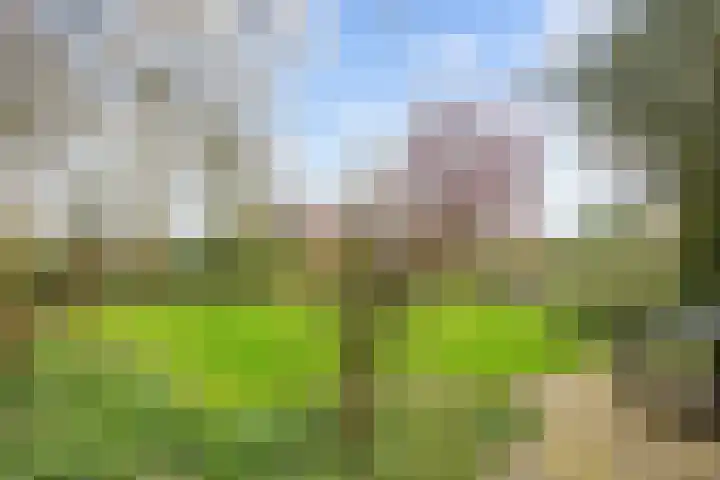 Leliestraat 12 Winsum thumbnail 35
