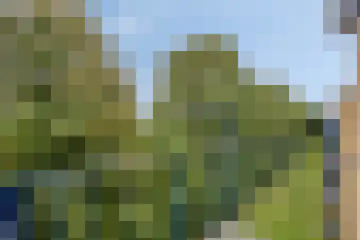 Leliestraat 41 Echt thumbnail 23