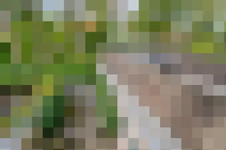 Leliestraat 55 Goes thumbnail 34