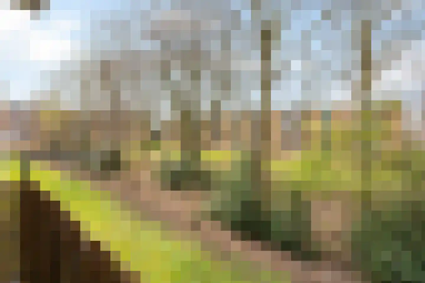 Leliestraat 58 Echt thumbnail 24