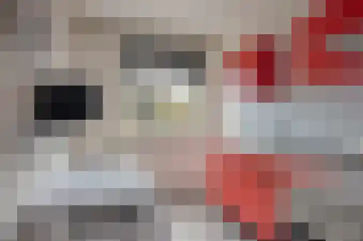 Leliestraat 72 Echt thumbnail 12