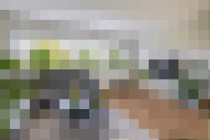 Lelietuin 3 Bergschenhoek thumbnail 39