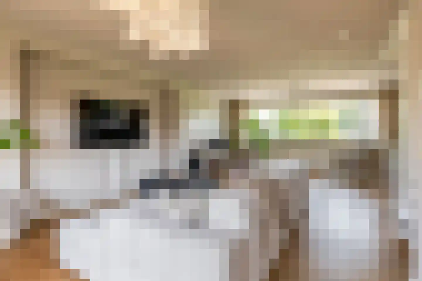 Lelietuin 4 Bergschenhoek thumbnail 23
