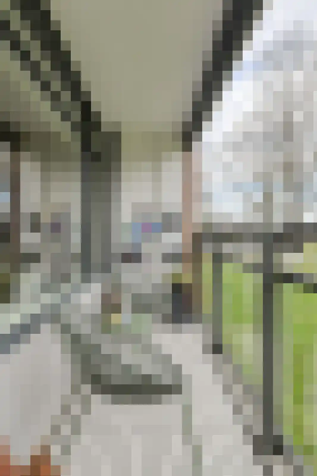 Lelystraat 384 Breda thumbnail 15