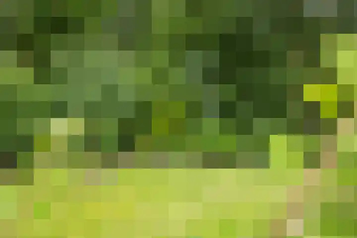 Lemelerveldseweg 57 Heino thumbnail 37