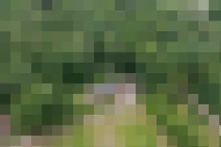 Lemelerveldseweg 57 Heino thumbnail 5