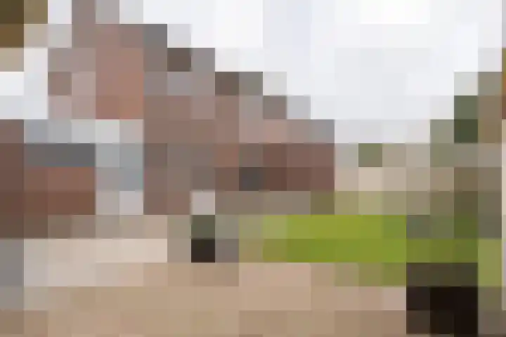 Lemmenhoek 18 Ospel thumbnail 38