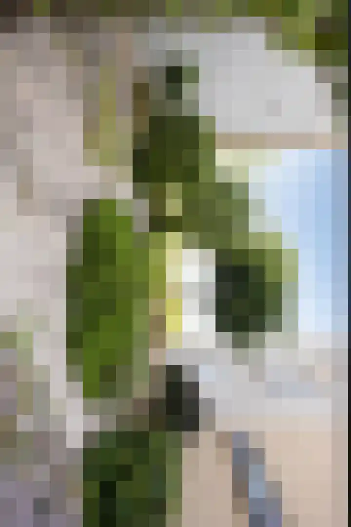 Lemmeraak 59 Bergen op Zoom thumbnail 37