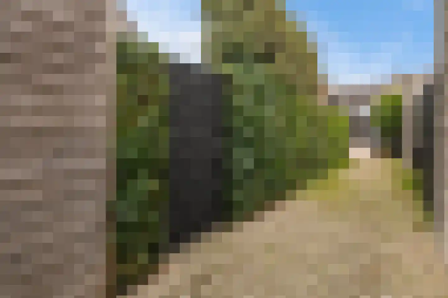 Lemoenappel 22 Lith thumbnail 41