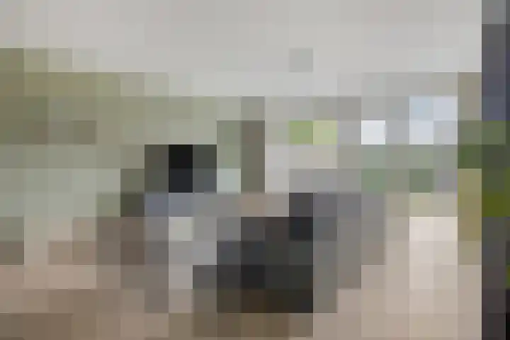 Lemoenappel 4 Lith foto 3