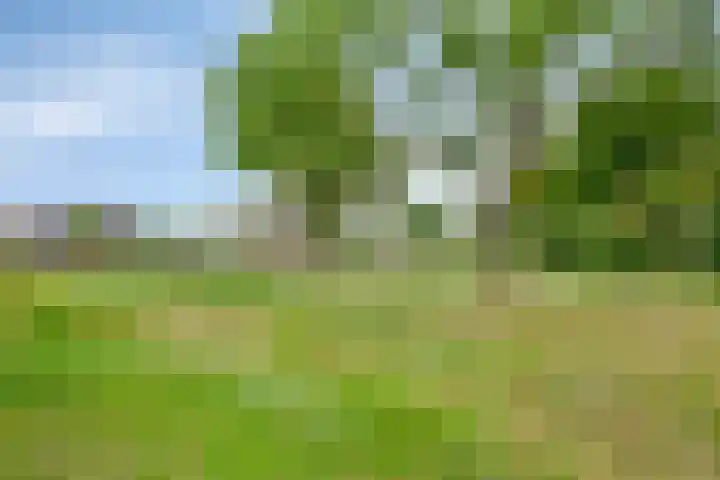 Lemoenappel 4 Lith thumbnail 39