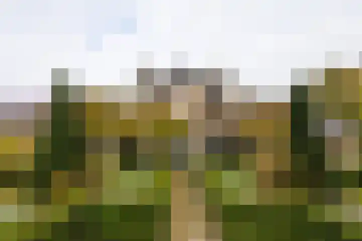 Lemselosestraat 25 Weerselo thumbnail 5