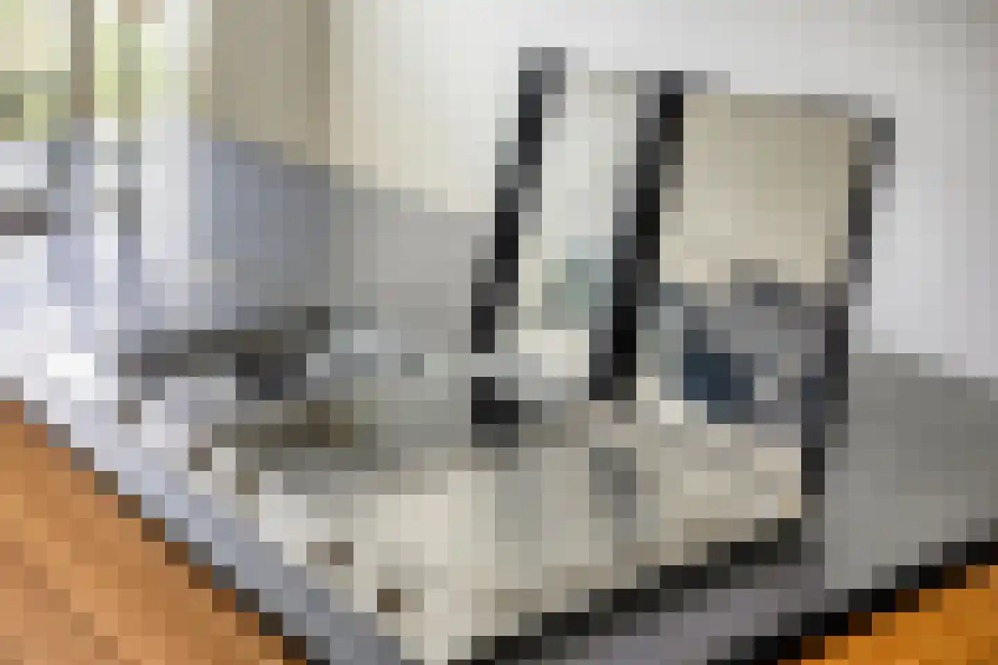 Lentebloem 31 Rotterdam thumbnail 20
