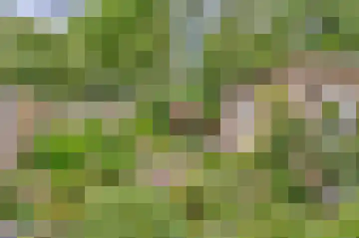 Lentebloem 6 Rotterdam thumbnail 15