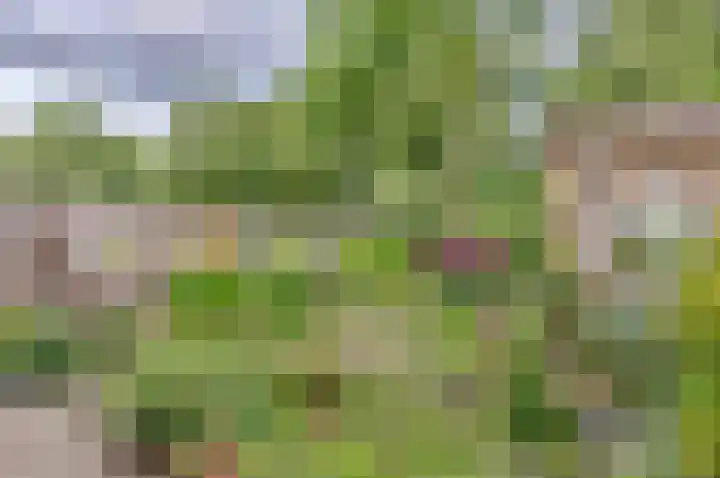 Lentebloem 6 Rotterdam thumbnail 4
