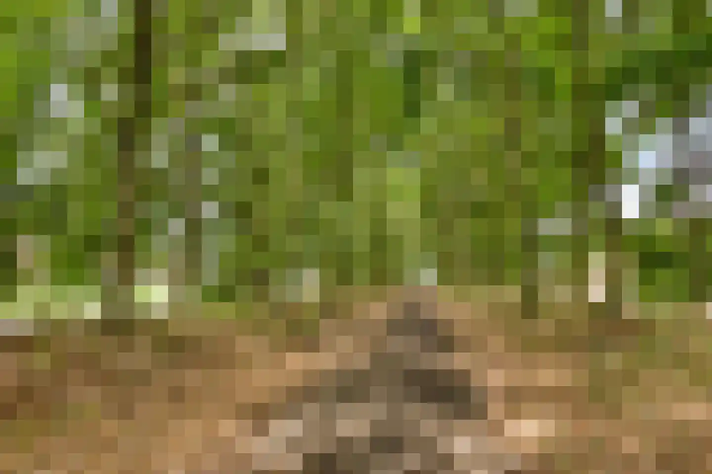 Lentemorgen 47 Uden thumbnail 47