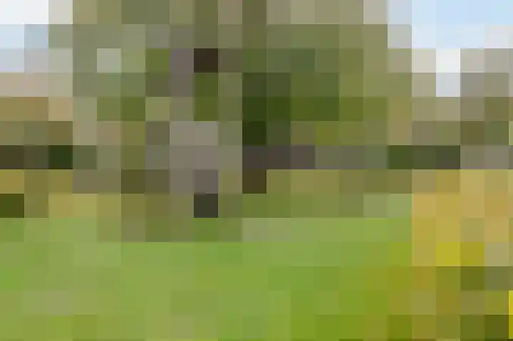 Leo Gestelweg 6 Bergen (NH) thumbnail 32