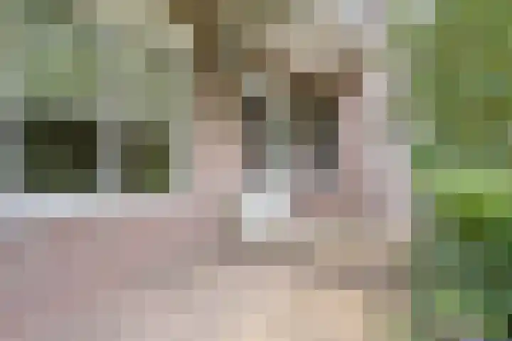 Leonard Springerlaan 35 13 Meppel thumbnail 4