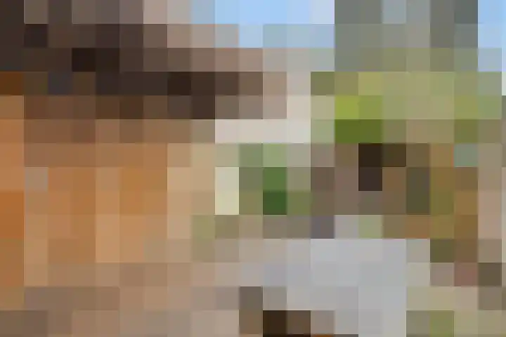 Leonard van Vechelstraat 19 Tilburg thumbnail 40