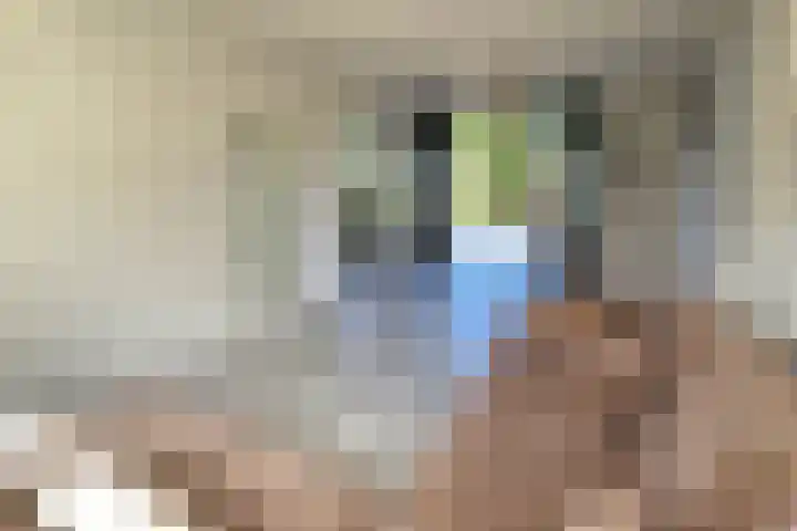 Lepelaarstraat 4 Westzaan thumbnail 8