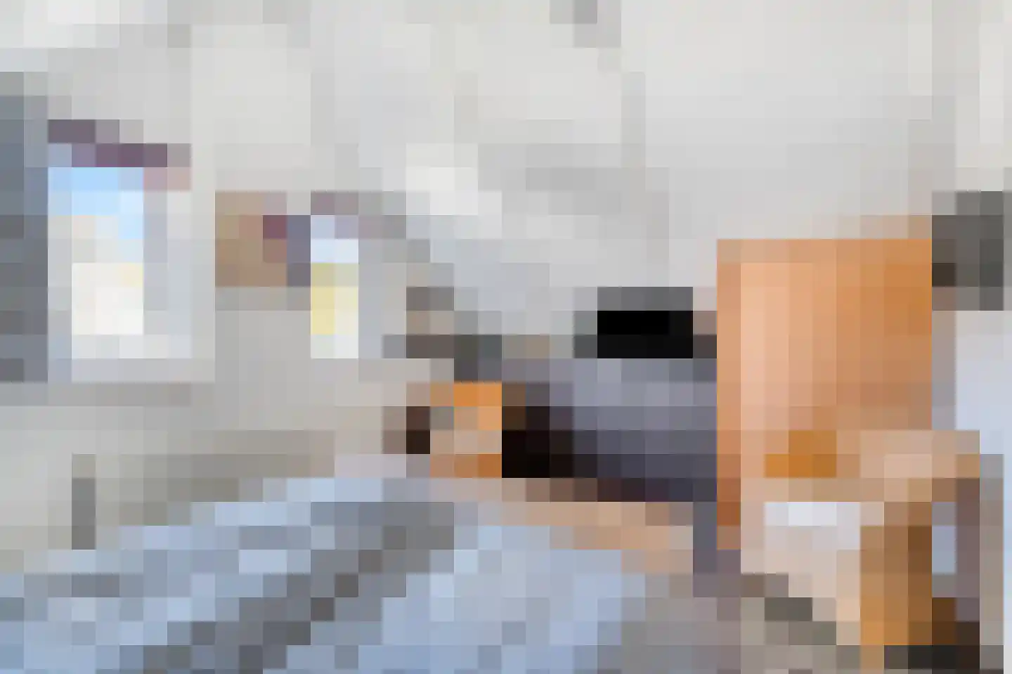 Lepelaarsweg 3 Callantsoog thumbnail 21