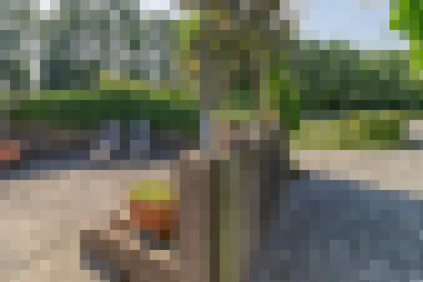 Lepelblad 109 Nieuwvliet thumbnail 25