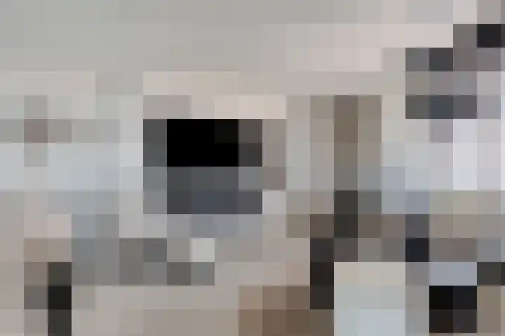Lepelblad 31 Ilpendam thumbnail 12
