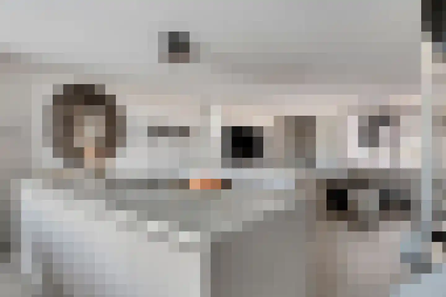 Lepelblad 31 Ilpendam thumbnail 15