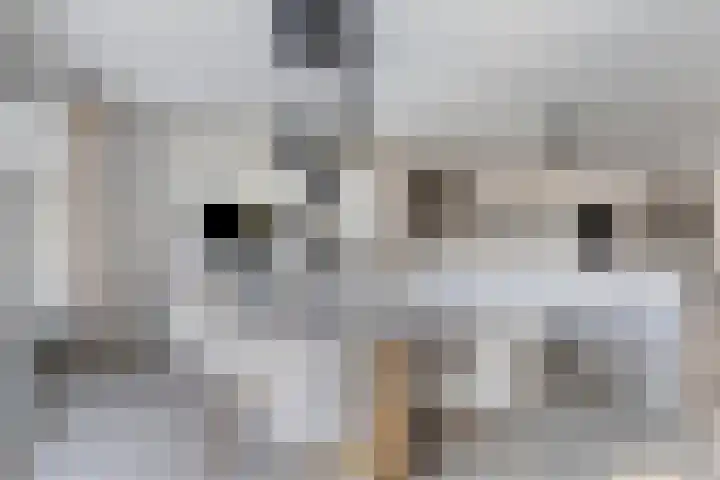 Lepelblad 31 Ilpendam thumbnail 20